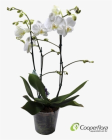 Orquideas Brancas Vaso Png, Transparent Png, Free Download