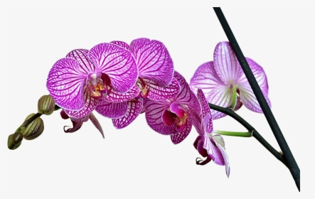 Watercolor Orchid Png, Transparent Png, Free Download