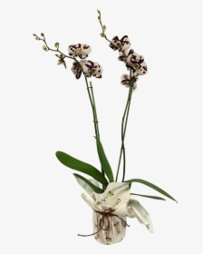 Bumblebee Orchid, HD Png Download, Free Download