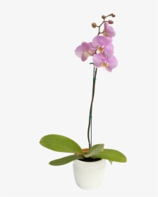 Orquidea Budapest - Moth Orchid, HD Png Download, Free Download