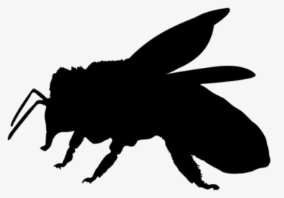 Bee Silhouette - Bee Silhouette No Background, HD Png Download, Free Download