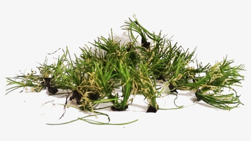 An Artificial Grass Pile - Pile Of Grass Png, Transparent Png, Free Download