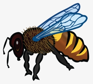 Transparent Bee Silhouette Png - Honey Bee Colour, Png Download, Free Download