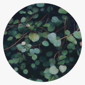 🍃  #circle #green #leaves #nature #background - Leaf Background Png Circle, Transparent Png, Free Download