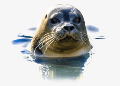 Transparent Harp Seal Clipart - Sea Lion Transparent, HD Png Download, Free Download