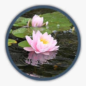 Water Lily, HD Png Download, Free Download