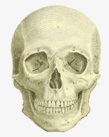 Skull, HD Png Download, Free Download