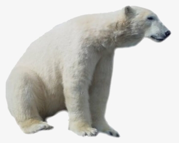 Polar Bear Png Hd - Real Polar Bear Clipart, Transparent Png, Free Download