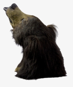 Sloth Bear Png Free Images - Punxsutawney Phil, Transparent Png, Free Download