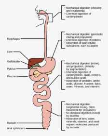 Image - Chemical Digestion Diagram, HD Png Download, Free Download
