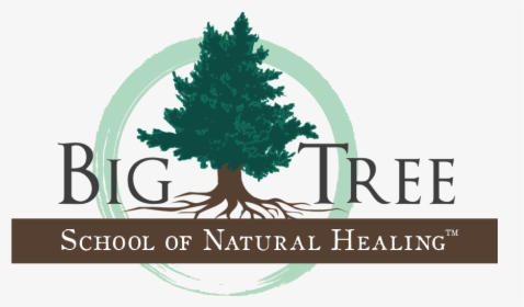 Big Tree Logo V2 - Colorado Spruce, HD Png Download, Free Download