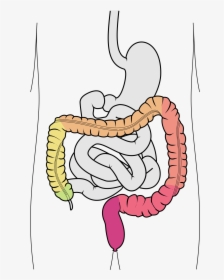 Stomach Clipart Small Intestine - Jelito Ślepe, HD Png Download, Free Download