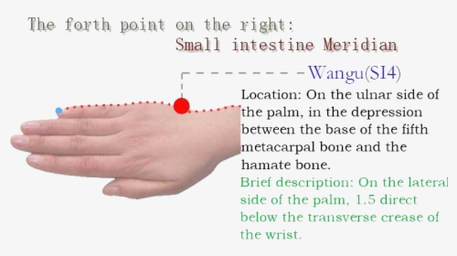 Point Small Intestine 4, HD Png Download, Free Download