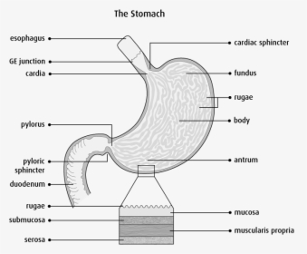 Small Intestine Png, Transparent Png, Free Download
