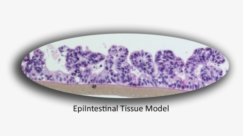 Epiintestinal Website - Papaya, HD Png Download, Free Download