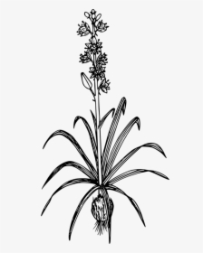 Common Camas Toxicoscordion Venenosum Drawing Mountain - Serai Plant Clipart Black And White, HD Png Download, Free Download