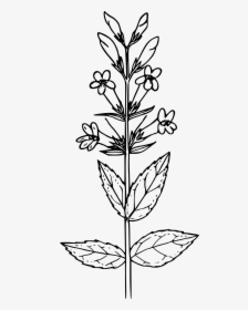 Blue Mountain Penstemon Clip Arts - Mustard Seed Plant Drawing, HD Png Download, Free Download