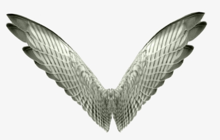Asas Png - Wings - Tubes Ailes Png Transparent, Png Download, Free Download