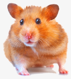 Guinea Pig And Hamster, HD Png Download, Free Download
