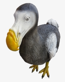 Transparent Dodo Clipart - Dodo 3d Archery Targets, HD Png Download, Free Download