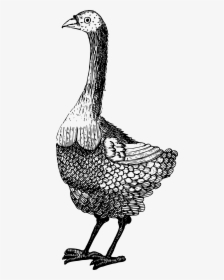 Strange Bird Clip Arts - Illustration, HD Png Download, Free Download