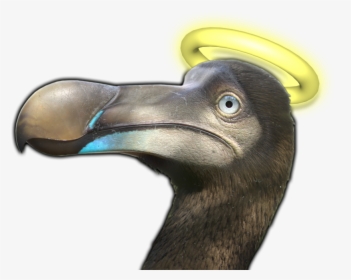 Dodo, HD Png Download, Free Download