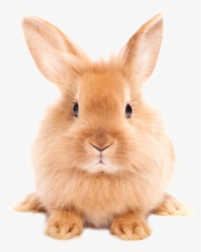Easter Bunny Png - Rabbit Png, Transparent Png, Free Download