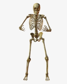 Human Skeleton Bone Anatomy - Skeleton Png, Transparent Png, Free Download