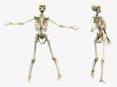 Human Skeleton Bone - Skeleton With Transparent Background, HD Png Download, Free Download