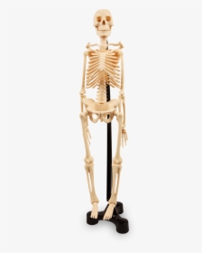 Human Skeleton - Skeleton On A Stand Png, Transparent Png, Free Download