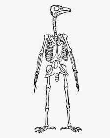 Bird Skeleton Standing Clip Arts - Bird Skeleton Clip Art, HD Png Download, Free Download