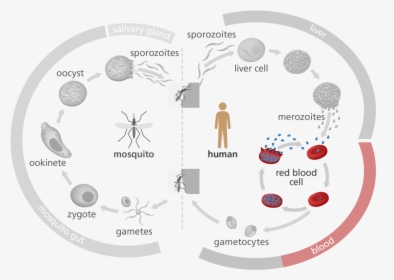 Illustration Highlighting The Red Blood Cell Stage - Malaria Life Cycle In Human, HD Png Download, Free Download