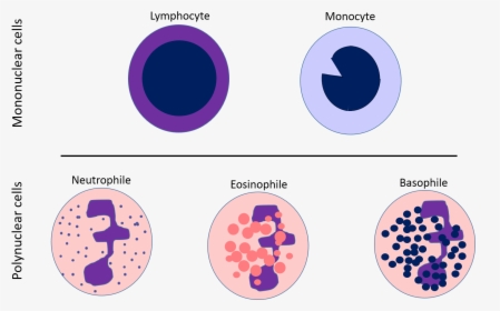 Life Science Explained To Normal People - Lymphocytes White Blood Cell Diagram, HD Png Download, Free Download