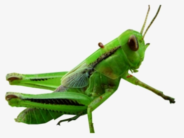 Transparent Grasshopper Png - Insect, Png Download, Free Download