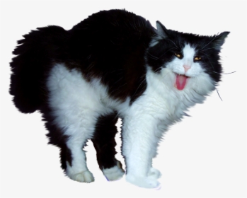 Cat Png - Hot Dog Cat Gif, Transparent Png, Free Download