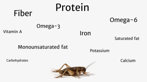 Nutritional Value Of A Cricket - 1 4 Inch Crickets, HD Png Download, Free Download