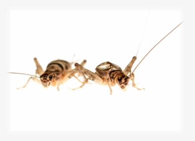 Food Supply Not "live Fast, Die Young - Male Crickets, HD Png Download, Free Download