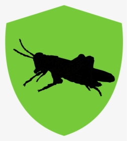 Grasshopper Clip Art, HD Png Download, Free Download