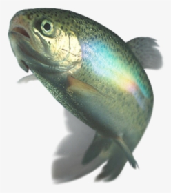 Transparent Rainbow Trout Png - Whacking With A Wet Trout, Png Download, Free Download