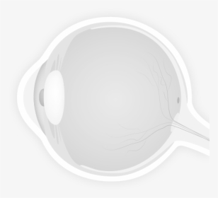 Anatomia Del Ojo Png, Transparent Png, Free Download