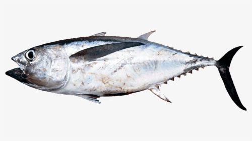 Ojo-gordo - Atlantic Bluefin Tuna, HD Png Download, Free Download