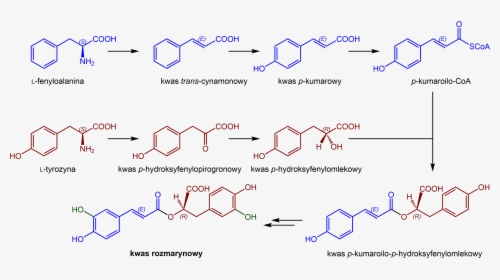 Biosynteza Kwasu Rozmarynowego - Chemical Structure For Euphorbia Hirta, HD Png Download, Free Download