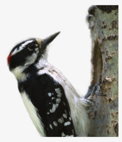 Woodpecker Png Image - Downy Woodpecker, Transparent Png, Free Download