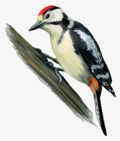 Woodpecker Png Transparent Images - Parts Of A Woodpecker, Png Download, Free Download