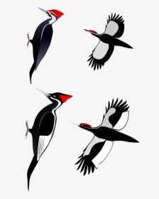Ivory Billed Woodpecker, HD Png Download, Free Download