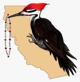 Transparent Tribal Feather Png - Ivory-billed Woodpecker, Png Download, Free Download