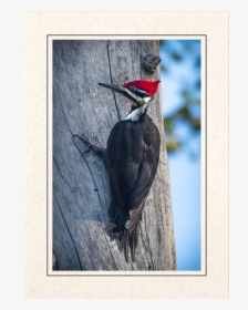 Pileated Woodpecker, HD Png Download, Free Download