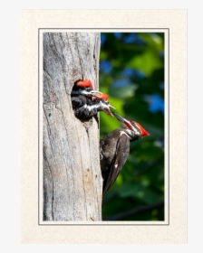 Pileated Woodpeckers - Pileated Woodpecker, HD Png Download, Free Download