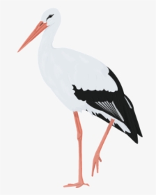 White Stork Water Bird Beak Woodpecker - White Stork Png, Transparent Png, Free Download
