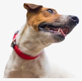 Companion Dog, HD Png Download, Free Download